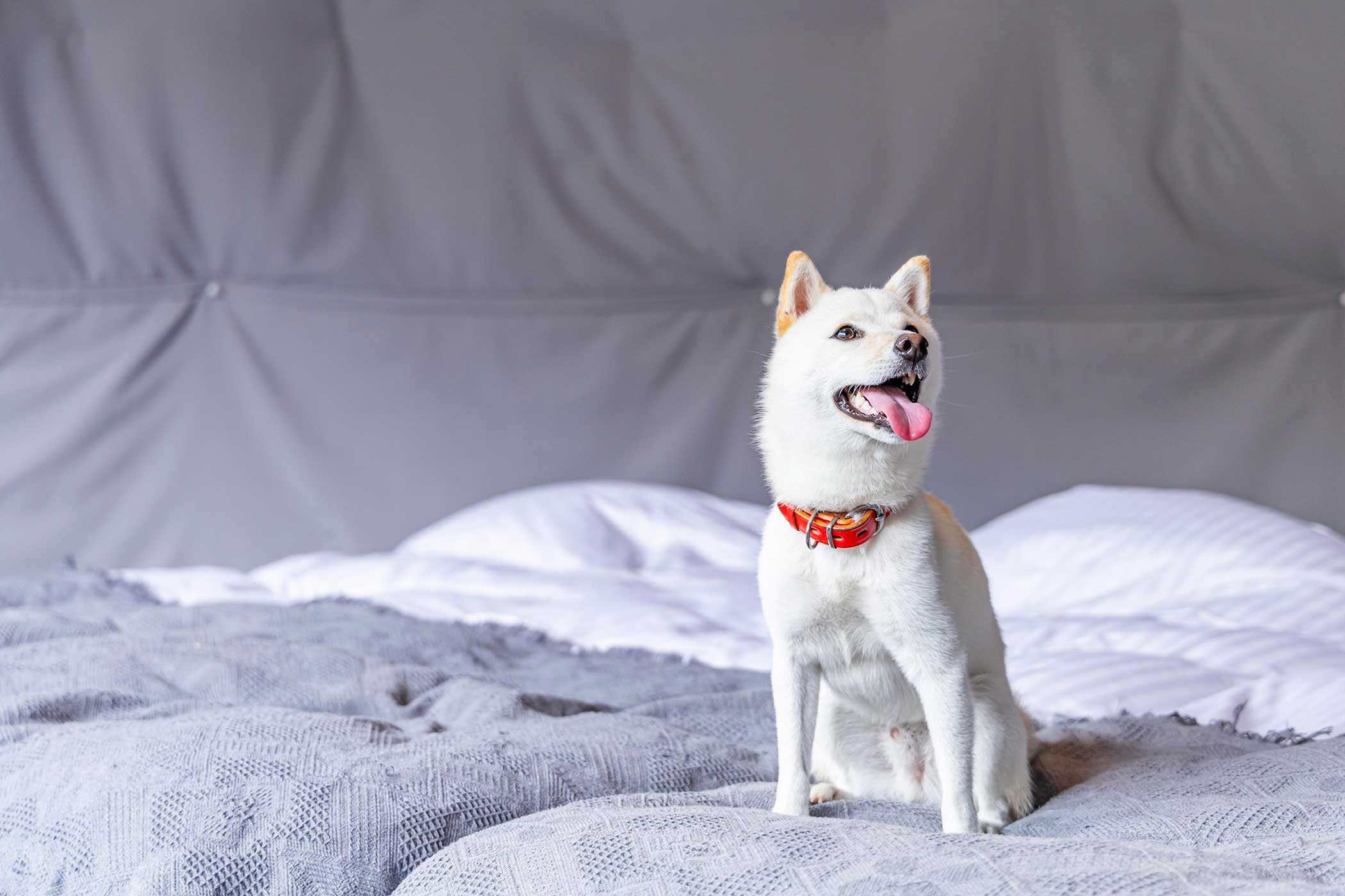 하루의 1조 한정 반려견 동반 객실