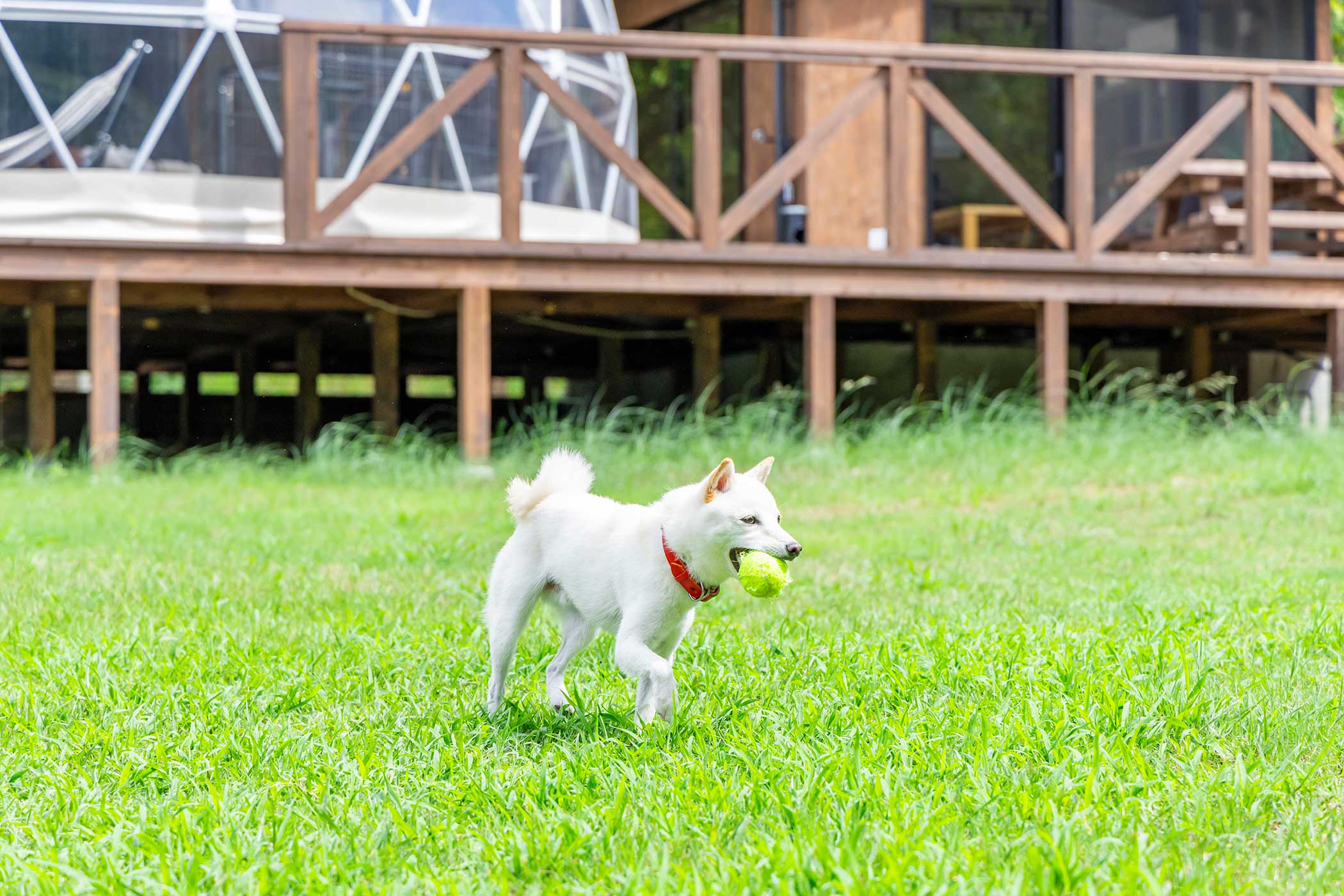 글램돔 사유 – sayu